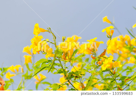 Trumpet vine, Yellow bell or Yellow elder or tecoma stans or yellow flower Trumpet vine, Yellow bell or Yellow elder or tecoma stans or yellow flower 133599683