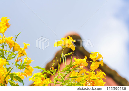 Trumpet vine, Yellow bell or Yellow elder or tecoma stans or yellow flower Trumpet vine, Yellow bell or Yellow elder or tecoma stans or yellow flower 133599686