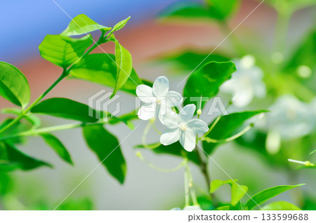 Wrightia religiosa ,APOCYNACEAE with white flower 133599688