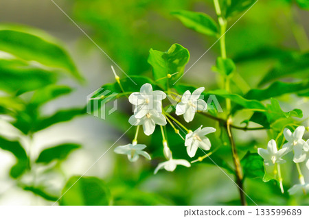 Wrightia religiosa ,APOCYNACEAE with white flower 133599689