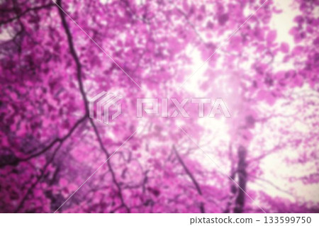 Low angle view of trees during springtime 133599750