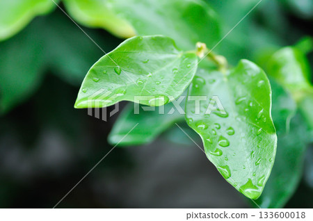 ficus pumila or climbing fig or MORACEAE and rain droplet 133600018