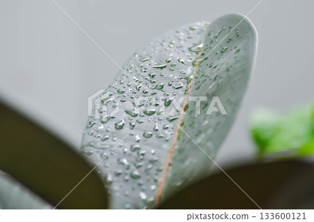 assam rubber or Ficus elastica Black Prince, Ficus elastica Roxb ex Hornem or India rubber fig or moraceae or rubber plant and rain droplet 133600121