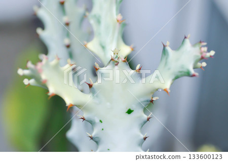 Euphorbia lactea white ghost or Euphorbia or Euphorbia mayurnathanii variegated ,Euphorbia lactea Euphorbia lactea white ghost or Euphorbia or Euphorbia mayurnathanii variegated ,Euphorbia lactea 133600123