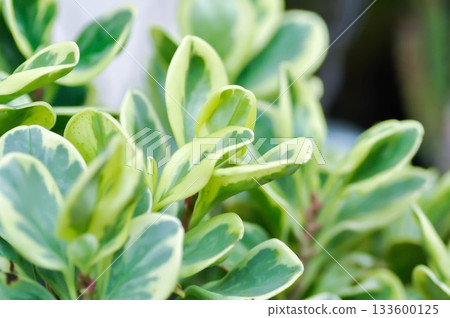 Peperomia obtusifolia, Baby Rubber Plant or Pepper Face or PIPERACEAE or bicolor plant Peperomia obtusifolia, Baby Rubber Plant or Pepper Face or PIPERACEAE or bicolor plant 133600125