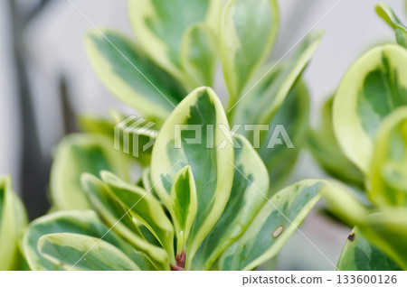 Peperomia obtusifolia, Baby Rubber Plant or Pepper Face or PIPERACEAE or bicolor plant Peperomia obtusifolia, Baby Rubber Plant or Pepper Face or PIPERACEAE or bicolor plant 133600126