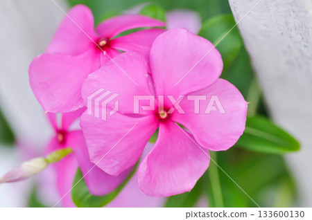 Catharanthus roseus G Don ,APOCYNACEAE or Madagascar periwinkle or Vinca or Old maid or pink flower Catharanthus roseus G Don ,APOCYNACEAE or Madagascar periwinkle or Vinca or Old maid or pink flower 133600130