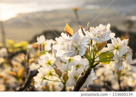 Nijisseiki梨花（鳥取縣百合濱市） 133600134