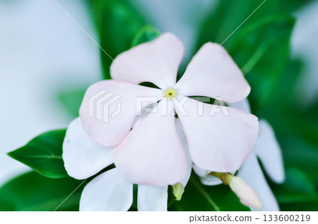 ludwigia adscendens , West Indian paeriwinkle or Catharanthus roseus or Vinca or Old maid or Madagasgar periwinkle or white flower ludwigia adscendens , West Indian paeriwinkle or Catharanthus roseus or Vinca or Old maid or Madagasgar periwinkle or white flower 133600219