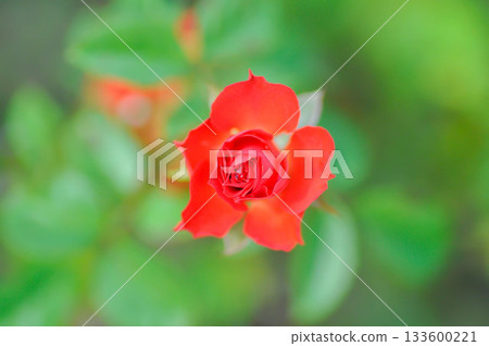 briosa rose , red rose or Garden roses , zaide rose or William Christie Rose or Mary Rose or Rosa damascena Mill or Rose or Damask rose or Rosaceae 133600221
