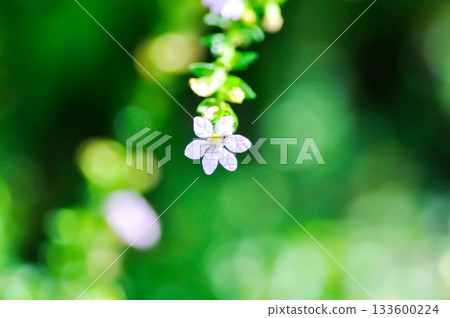 Cuphea hyssopifolia Humb, Cuphea hyssopifolia Kunth or Elfin Herb or False Heather or LYTHRACEAE or purple flower 133600224