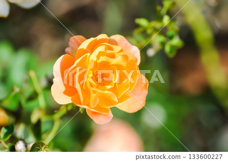 briosa rose , orange rose or Garden roses , zaide rose or William Christie Rose or Mary Rose or Rosa damascena Mill or Rose or Damask rose or Rosaceae or orange flower briosa rose , orange rose or Garden roses , zaide rose or William Christie Rose or Mary Rose or Rosa damascena Mill or Rose or Damask rose or Rosaceae or orange flower 133600227
