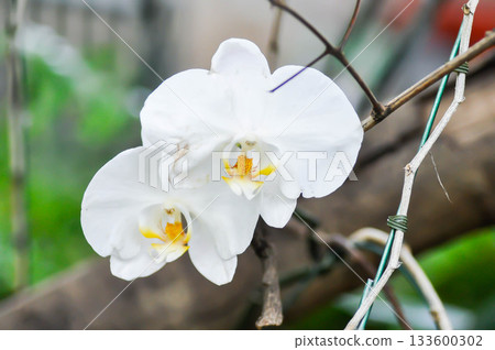 Moon Orchid, moth orchid or Phalaenopsis or Phalaenopsis amabilis or white flower or white orchid 133600302