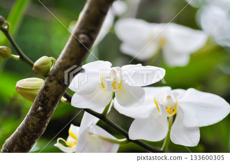 Moon Orchid, moth orchid or Phalaenopsis or Phalaenopsis amabilis or white flower or white orchid 133600305