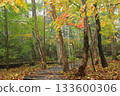 雨後的秋日森林 133600306