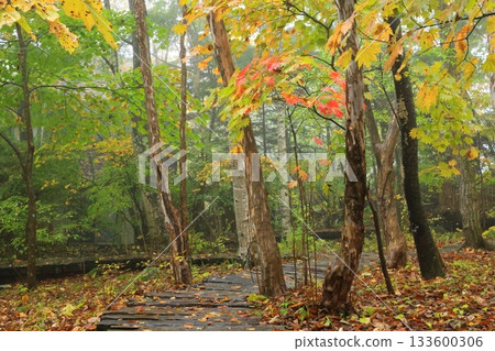 Rainy autumn forest Rainy autumn forest 133600306