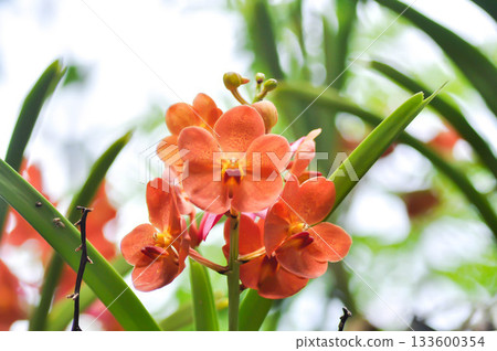 ascocenda, Ascocenda Orchid or Ascocenda Vanda or Ascocentrum x Vanda or x Ascocenda or orange orchid ascocenda, Ascocenda Orchid or Ascocenda Vanda or Ascocentrum x Vanda or x Ascocenda or orange orchid 133600354