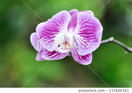 Doritaenopsis, Doritis or  enopsis or Moon Orchid or moth orchid or Phalaenopsis or  Phalaenopsis amabilis or Phalaenopsis Orchid flower, Pink Phala or Pink Phalaenopsis orchid flower 133600361