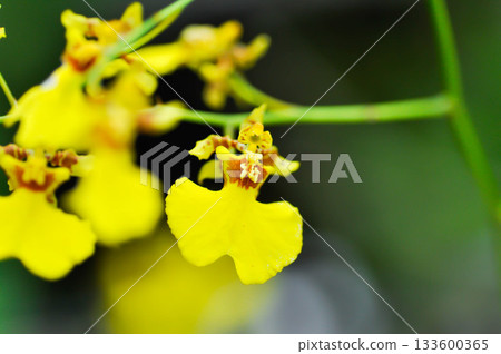 Dancing lady orchid, O flexuosum x O sphacelatum or Oncidium or Oncidium sp Goldiana or oncidium varicosum, Oncidium Variety Goldiana or orchidaceae Dancing lady orchid, O flexuosum x O sphacelatum or Oncidium or Oncidium sp Goldiana or oncidium varicosum, Oncidium Variety Goldiana or orchidaceae 133600365
