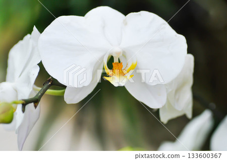 Moon Orchid, moth orchid or Phalaenopsis or Phalaenopsis amabilis or white flower or white orchid Moon Orchid, moth orchid or Phalaenopsis or Phalaenopsis amabilis or white flower or white orchid 133600367