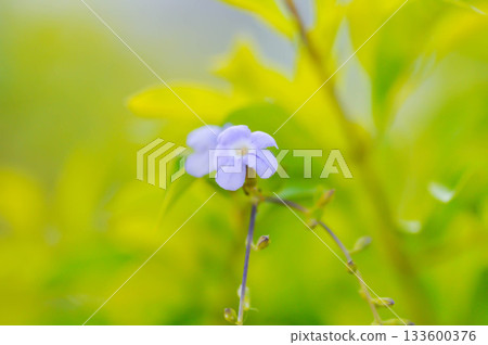 Durantaerecta L,Sky Flower or VERBENACEAE or Golden Dewdrop or purple flower Durantaerecta L,Sky Flower or VERBENACEAE or Golden Dewdrop or purple flower 133600376