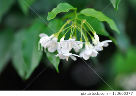 Wrightia religiosa ,APOCYNACEAE with white flower Wrightia religiosa ,APOCYNACEAE with white flower 133600377