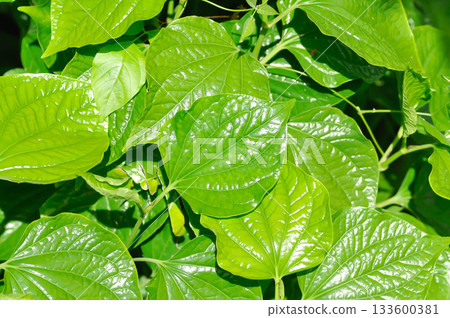 Wild Betel Leafbush , Piper sarmentosum Roxb or Piper lolot 133600381
