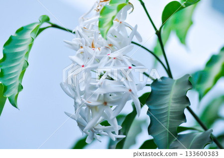 Penang sloe , APOCYNACEAE or Kopsia arborea or Kopsia arborea Blume or Medicinal Kopsia or white flower Penang sloe , APOCYNACEAE or Kopsia arborea or Kopsia arborea Blume or Medicinal Kopsia or white flower 133600383