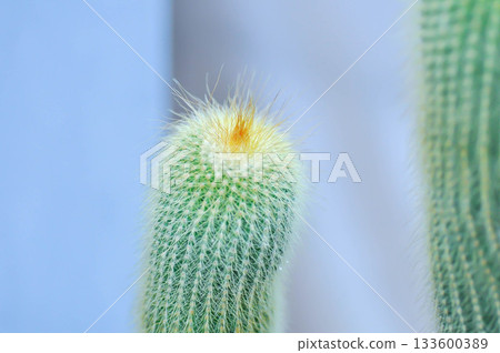 Golden Ball Cactus, golden torch cactus or  Parodia leninghausii or lemon ball cactus or succulent 133600389