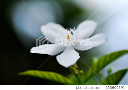 Arctic Snow, Milky Way or Snowflake or Sweet Indrajao or Winter Cherry Tree or Wrightia antidysenterica or APOCYNACEAE 133600391