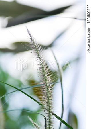 Cenchrus pedicellatus, grass inflorescence or Indian comet grass or Perotis or Perotis indica or Setaria leucopila or Zacate tempranero or grass flower Cenchrus pedicellatus, grass inflorescence or Indian comet grass or Perotis or Perotis indica or Setaria leucopila or Zacate tempranero or grass flower 133600395