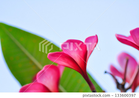 frangipani, frangipani flower or pagoda tree or temple tree with fowers or pink flower frangipani, frangipani flower or pagoda tree or temple tree with fowers or pink flower 133600397