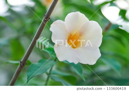Allamanda biscuit, Allamanda hybrid or Allamanda or Allamanda Cathartica or Common Trumpet Vine Allamanda biscuit, Allamanda hybrid or Allamanda or Allamanda Cathartica or Common Trumpet Vine 133600419