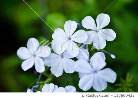Cape leadwort, PLUMBAGINACEAE or Plumbago auriculata Lam or blue flower or purple flower 133600422