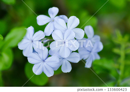 Cape leadwort, PLUMBAGINACEAE or Plumbago auriculata Lam or blue flower or purple flower 133600423