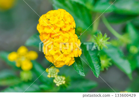 Lantana camara L, Cloth of gold or Hedge flower or Lantana or Weeping lantana or White sage or VERBENACEAE or yellow flower Lantana camara L, Cloth of gold or Hedge flower or Lantana or Weeping lantana or White sage or VERBENACEAE or yellow flower 133600429