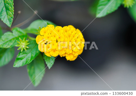Lantana camara L, Cloth of gold or Hedge flower or Lantana or Weeping lantana or White sage or VERBENACEAE or yellow flower Lantana camara L, Cloth of gold or Hedge flower or Lantana or Weeping lantana or White sage or VERBENACEAE or yellow flower 133600430