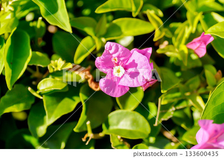 Bougainvillea or paper flower , pink paper flower or fuchsia color flower 133600435