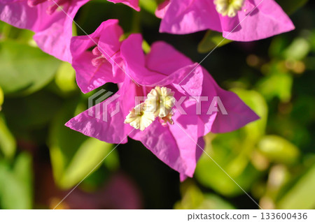 Bougainvillea or paper flower , pink paper flower or fuchsia color flower 133600436