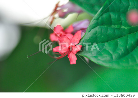 Bleeding heart vine or Clerodendrum thomsoniae Balf or Bag flower or LAMIACEAE or red flower or pink flower 133600459