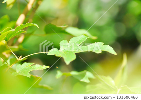 maple leaf, maple leaves or green leaf or Acer saccharum Marsh 133600460