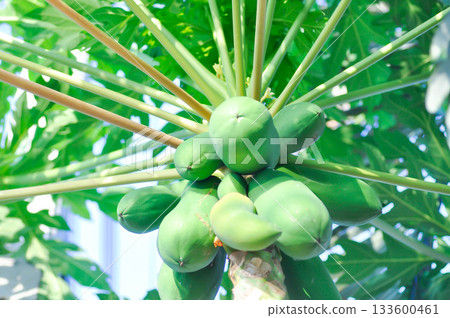 papaya , Carica papaya L or Papaya tree or Melan Tree or Paw Paw or CARICACEAE or papaya on the tree 133600461