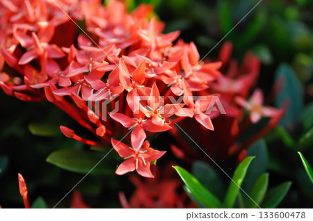 Ixora chinensis Lamk, Ixora spp or Zephyranthes or West Indian Jasmine or red Ixora Ixora chinensis Lamk, Ixora spp or Zephyranthes or West Indian Jasmine or red Ixora 133600478