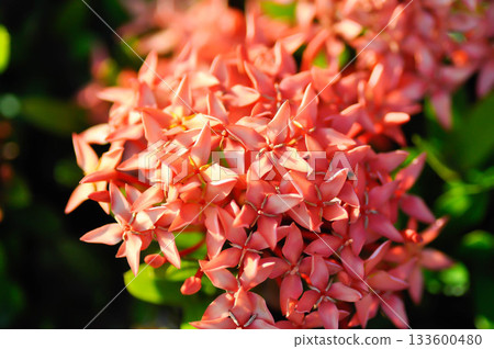 Ixora chinensis Lamk, Ixora spp or Zephyranthes or West Indian Jasmine or red Ixora Ixora chinensis Lamk, Ixora spp or Zephyranthes or West Indian Jasmine or red Ixora 133600480