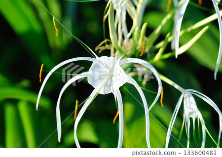 Beach Spider Lily, Giant lily or Hymenocallis littoralis or Hymenocallis littoralis Salisb or Spider lily or amaryllidaceae 133600481