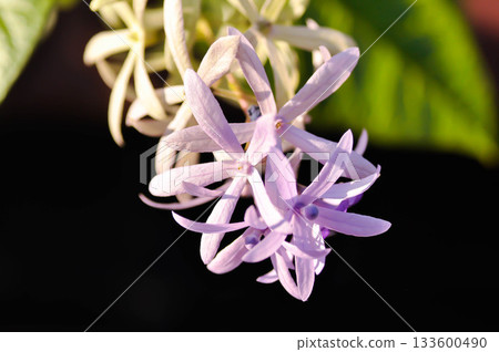 Sandpaper vine, Purple wreath or Queens wreath or purple flower 133600490