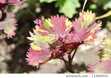 Coleus, Labiatae, Lamiaceae or Painted Nettle or Plectranthus scutellarioides or Solenostemon scutellarioides or red and yellow leaf 133600491