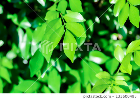 Andaman Satinwood, China Box Tree or Chinese Box wood or Orange Jessamine or rutaceae or Murraya paniculata plant Andaman Satinwood, China Box Tree or Chinese Box wood or Orange Jessamine or rutaceae or Murraya paniculata plant 133600493
