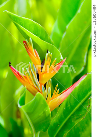 Heliconia psittacorum or Bird of paradise, Strelitzia reginae or Sterliziaceae flower or Heliconia flower or yellow flower 133600494