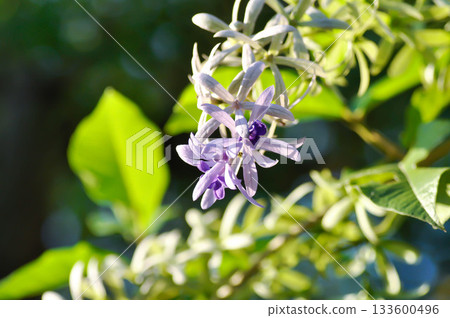 Sandpaper vine, Purple wreath or Queens wreath or purple flower 133600496